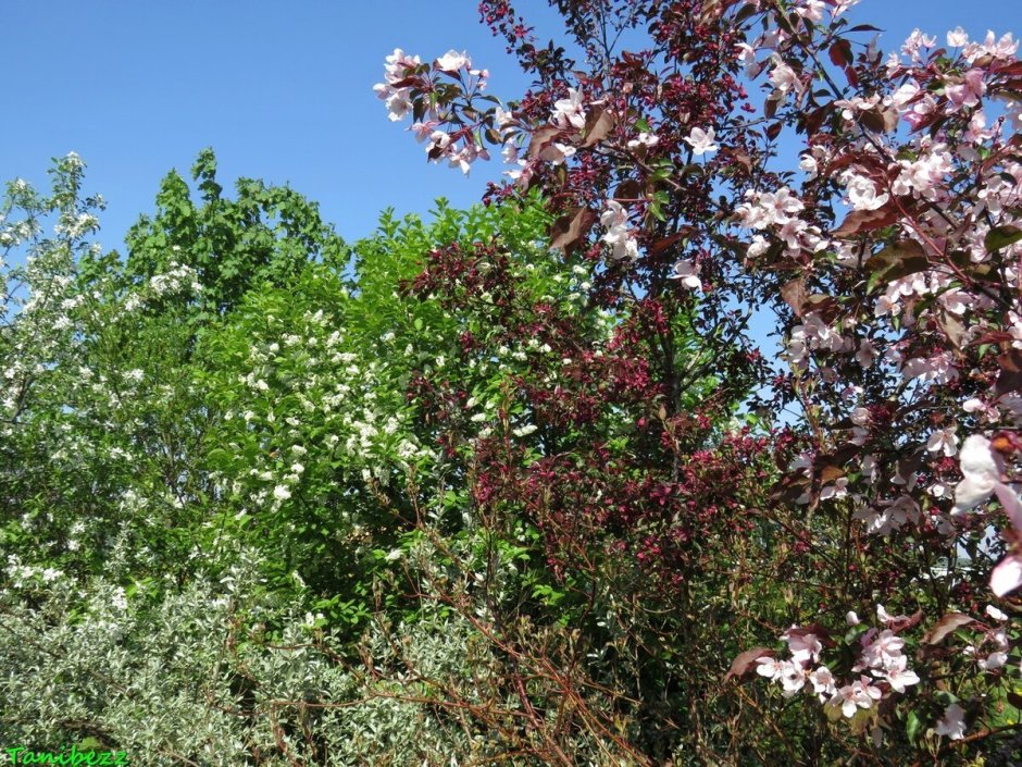 Черемуха краснолистная Сибирская красавица