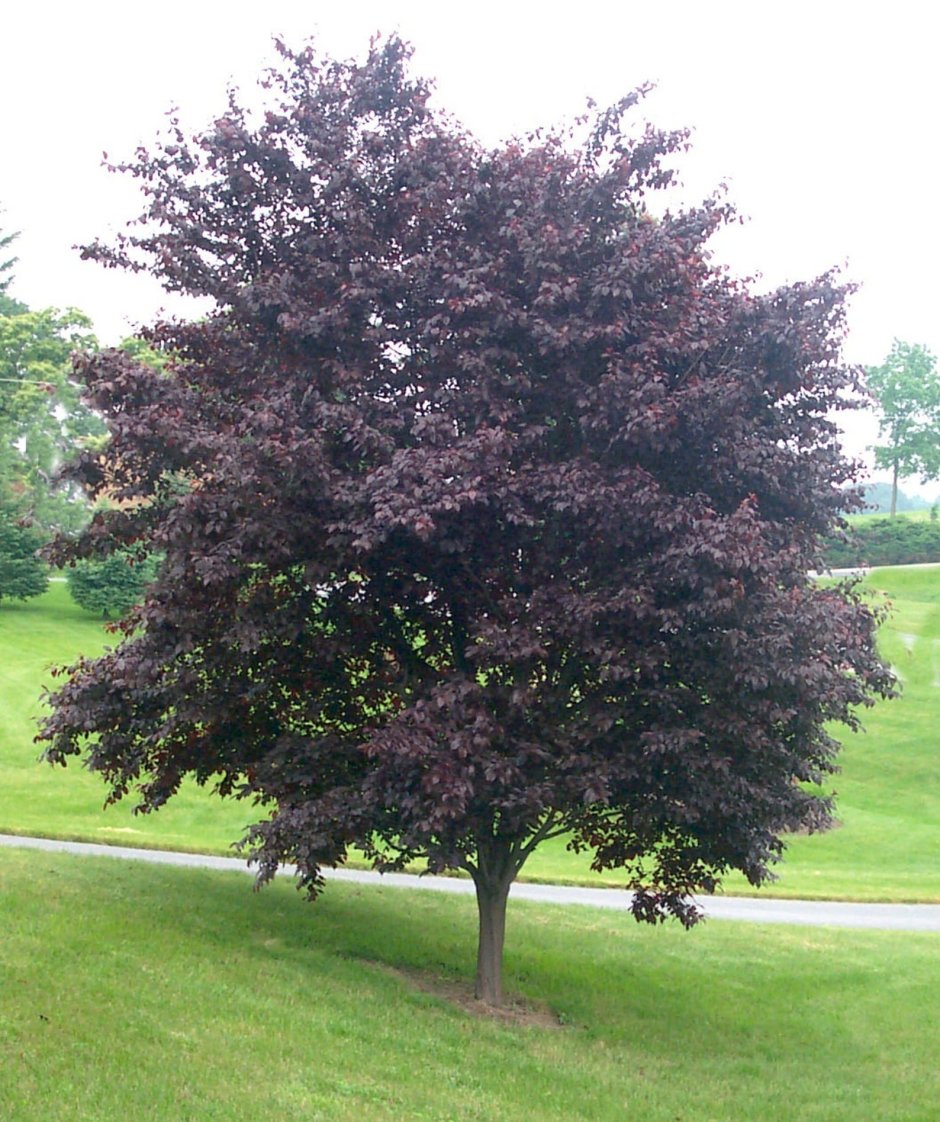 Черёмуха виргинская Shubert