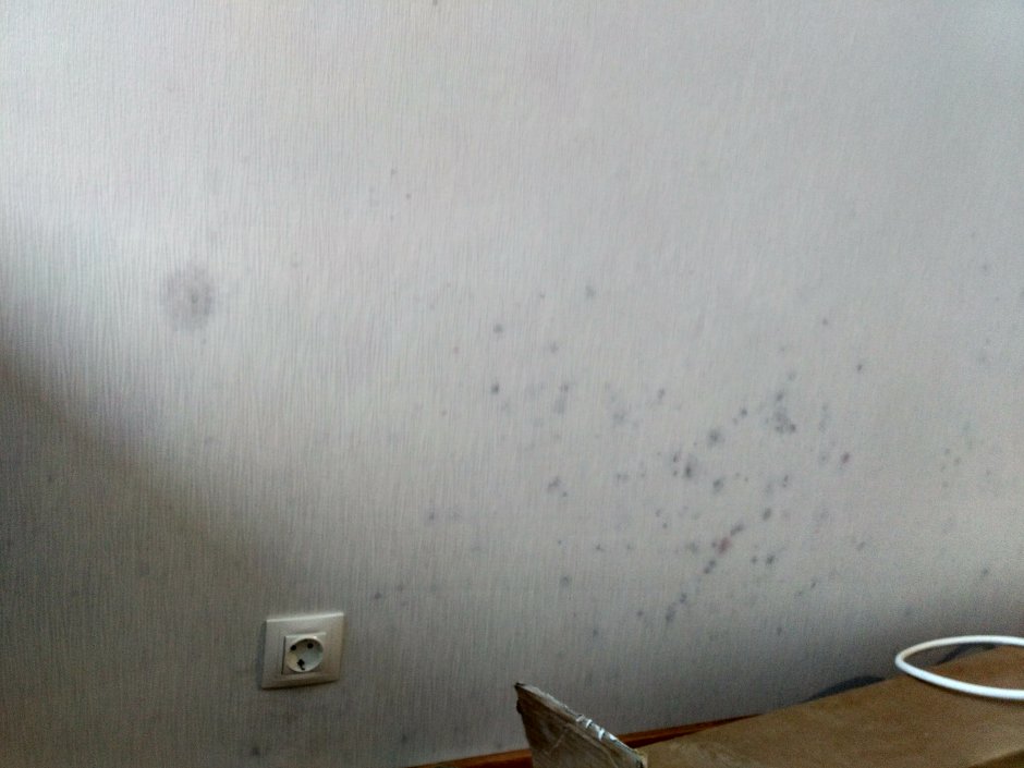 Черный грибок на потолке