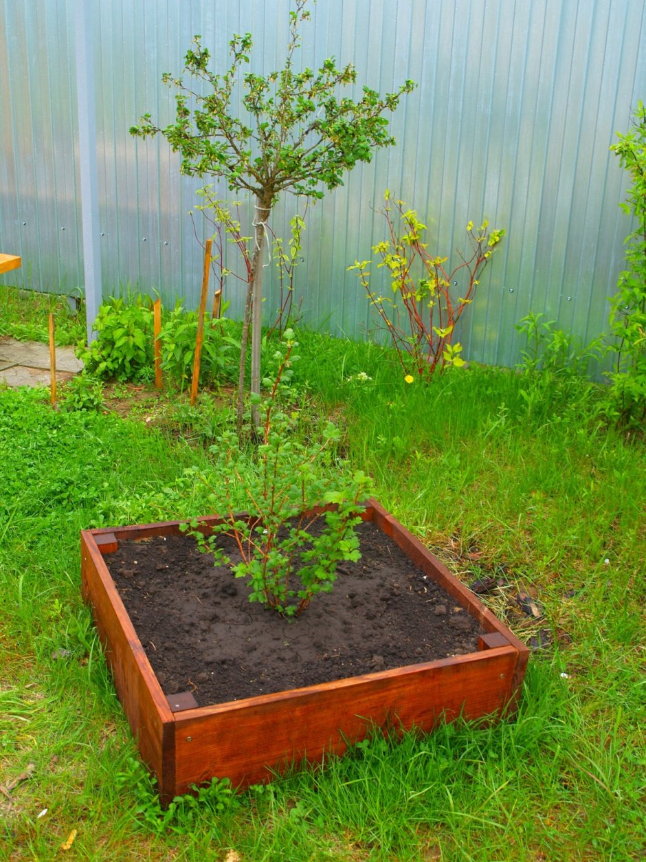 Приствольный круг крыжовника