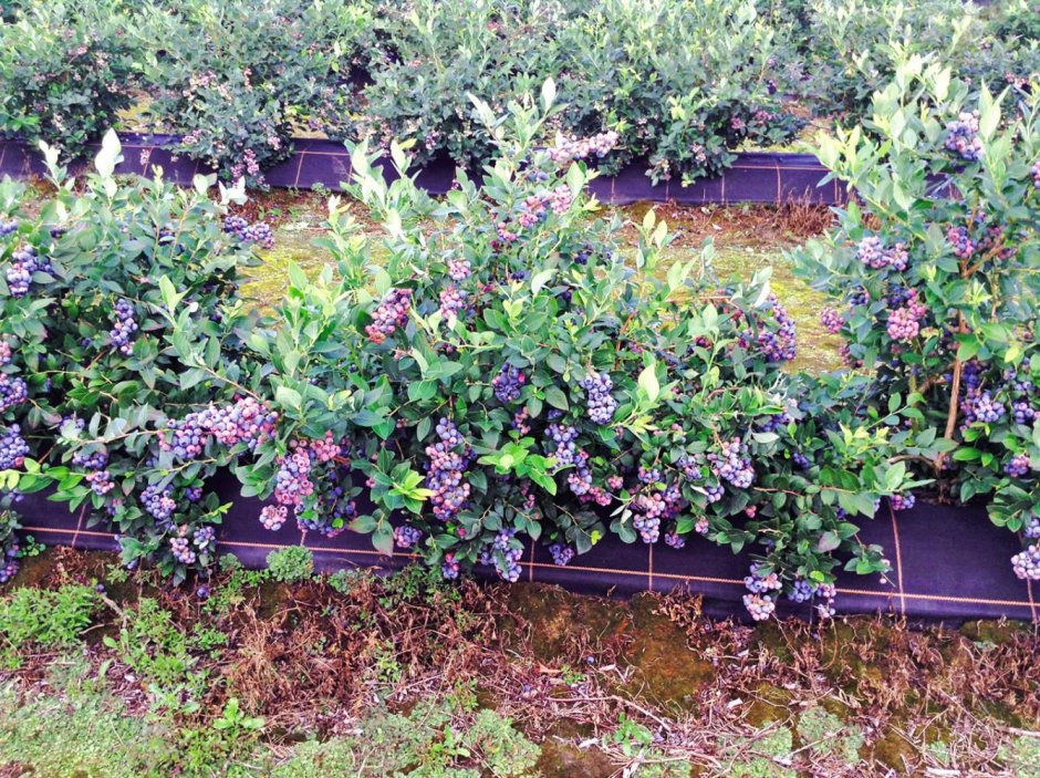 Голубика Живая изгородь