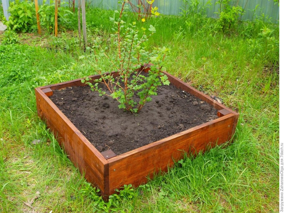 Грядки для кустарников