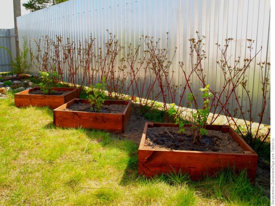 Смородина в огороде