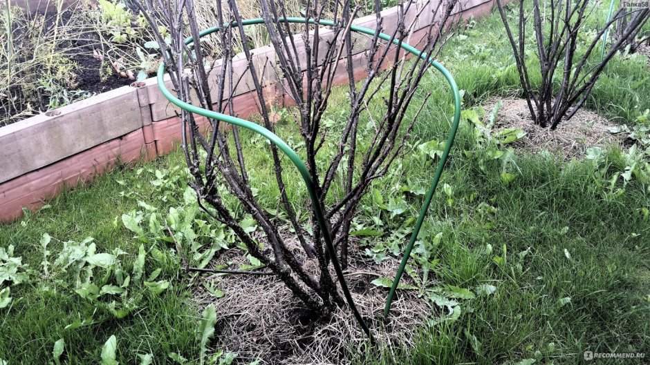 Опоры для смородины