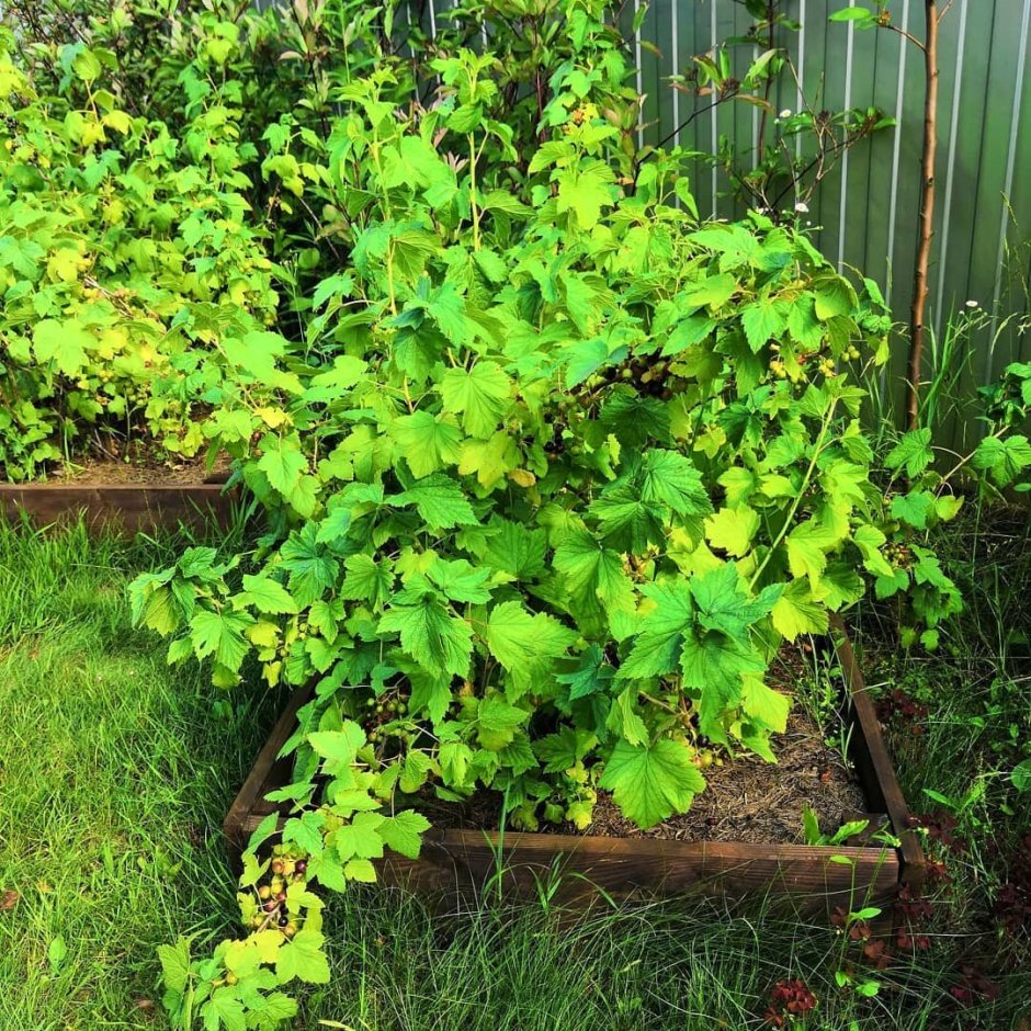 Йола куст смородины