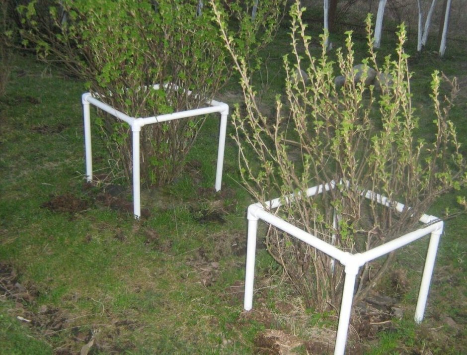 Ограждение для кустарников из пластиковых труб