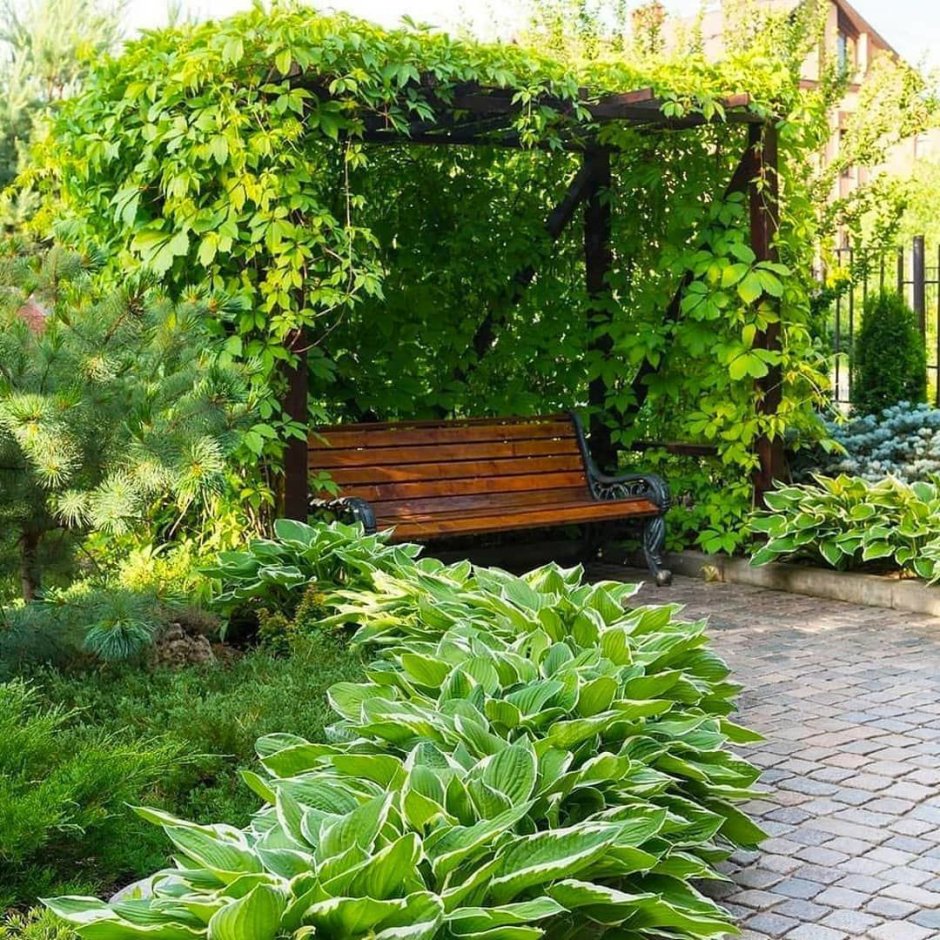 Малинник в саду ландшафт