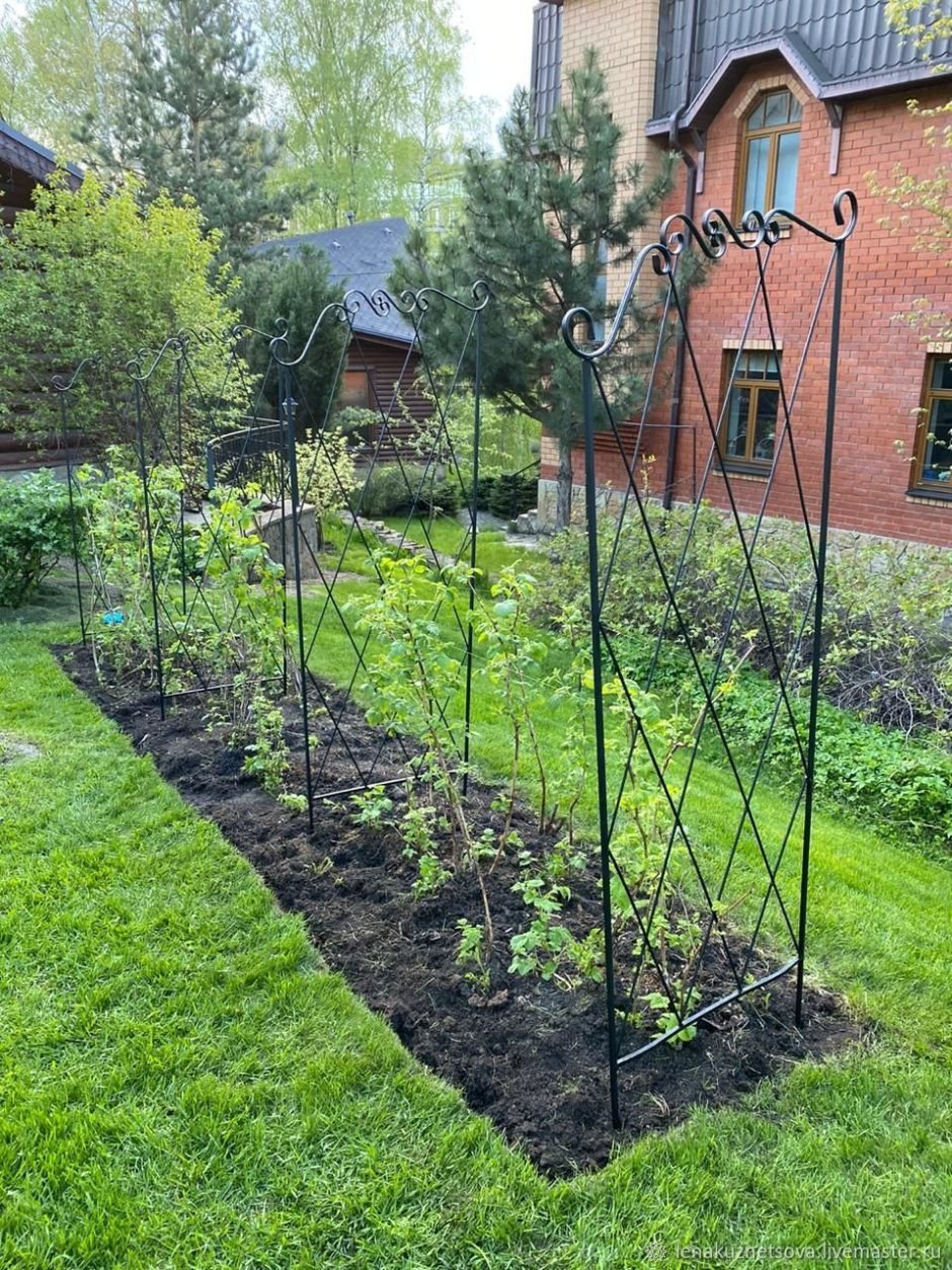 Изгородь для ежевики