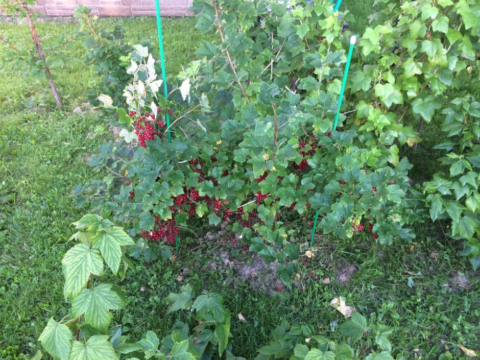 Смородина в огороде