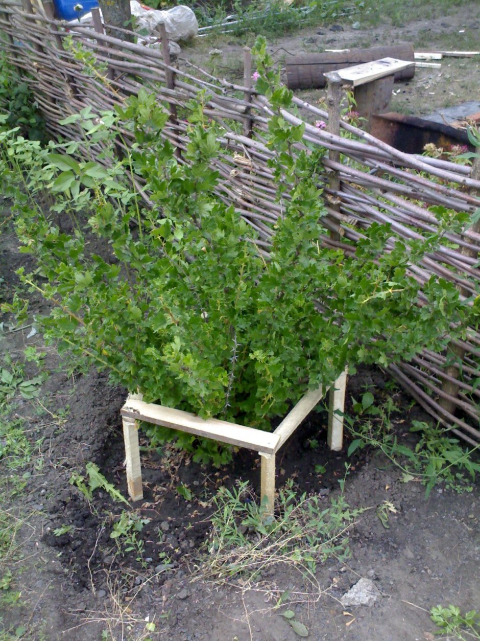 Подвязка смородины и крыжовника