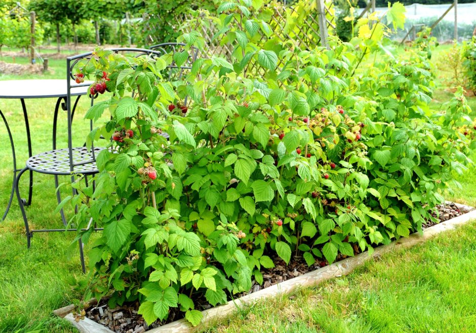 Малина в ландшафте