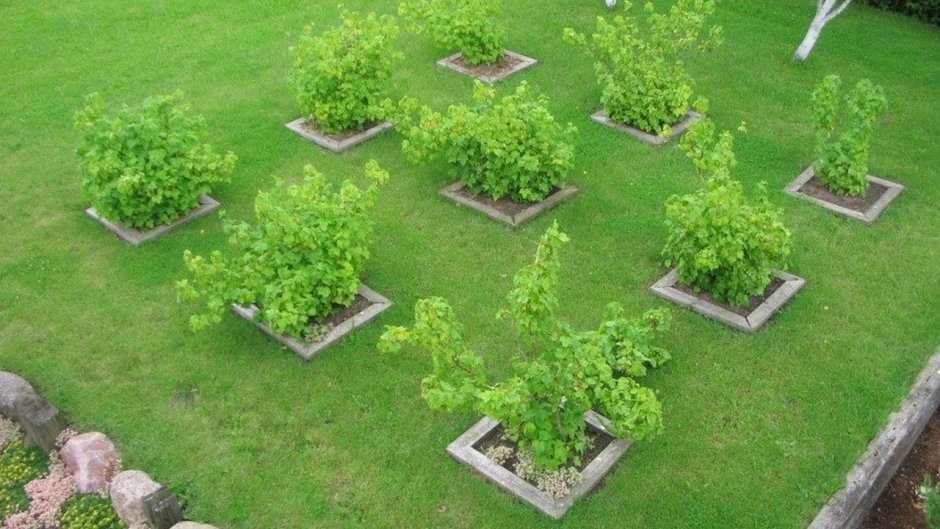 Планировка огорода и плодового сада