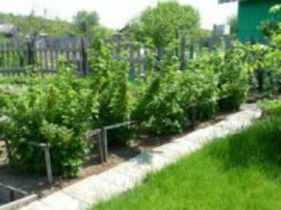 Кусты смородины в саду