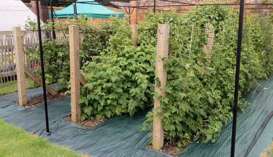 Шпалера для ремонтантной малины