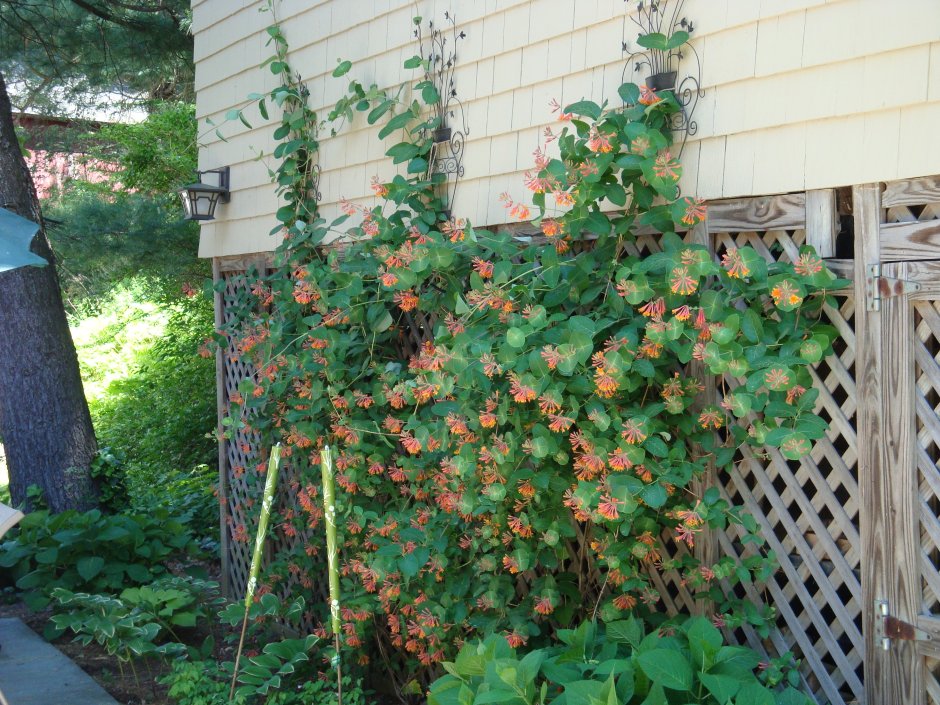 Жимолость каприфоль изгородь