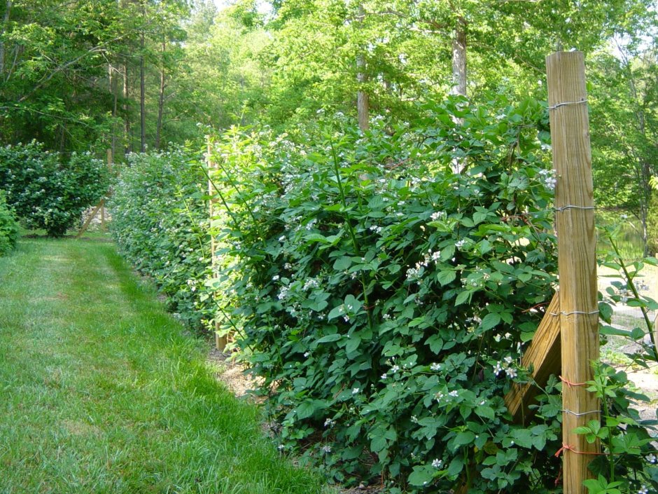 Ежевика Натчез на шпалере