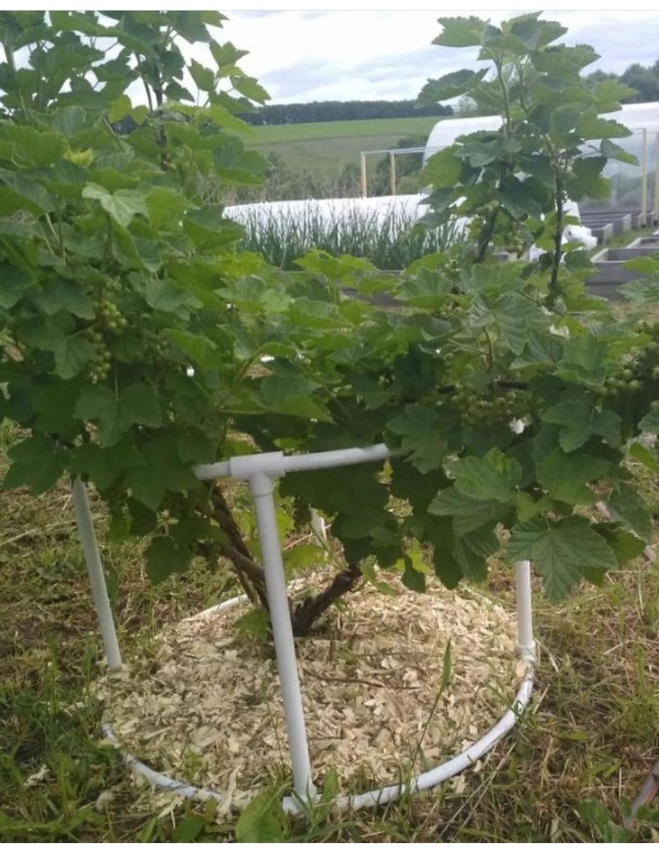 Подставка для крыжовника