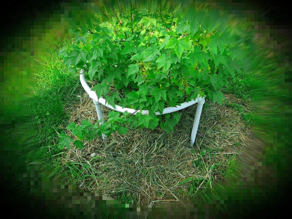 Ограда для крыжовника