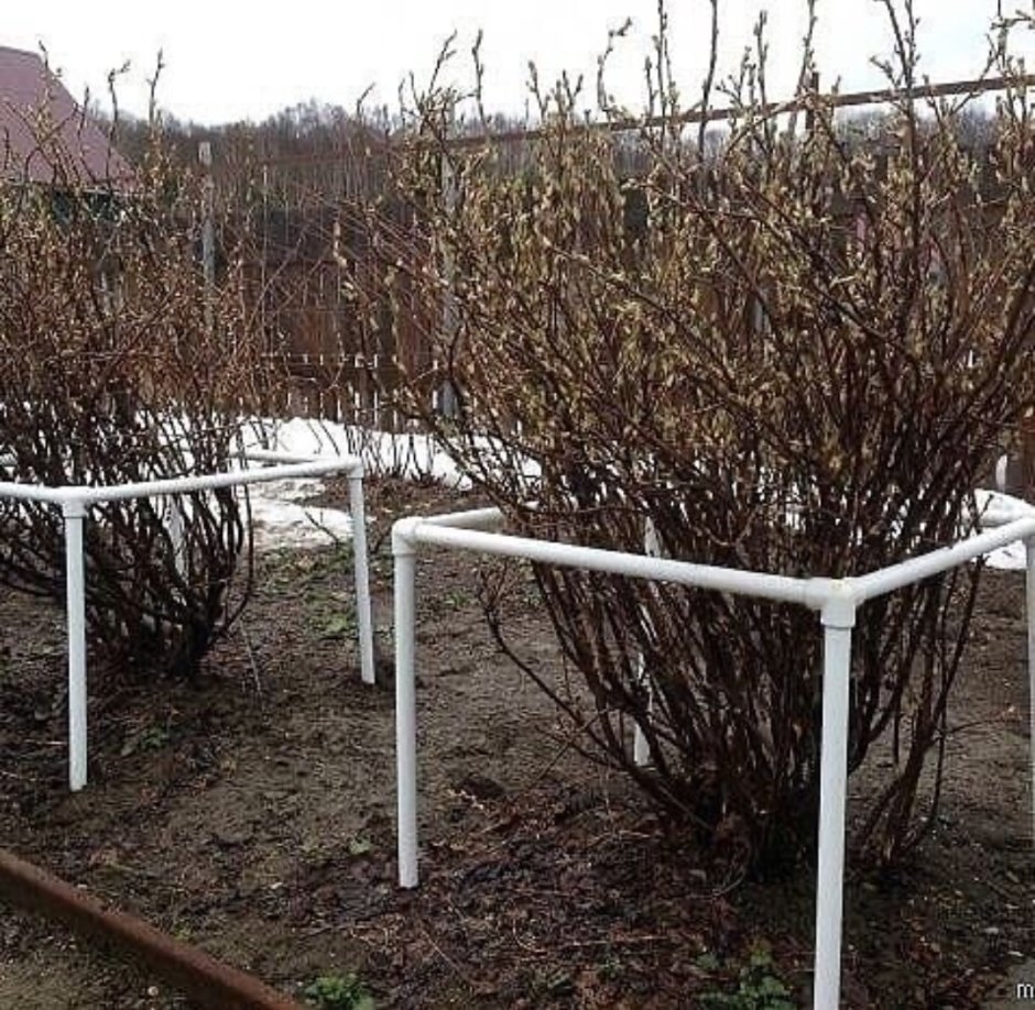 Подпорки для смородины