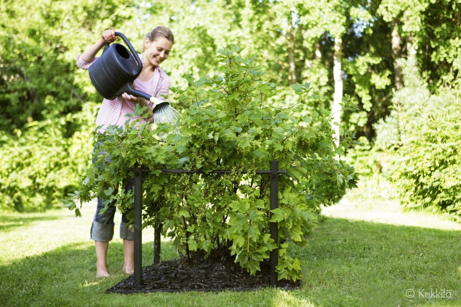 Кустодержатель Кеккила
