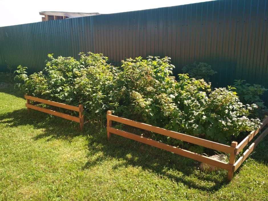 Малинник на дачном участке