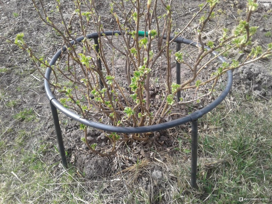 Кустодержатель "смородина" ООО "комплект Агро"