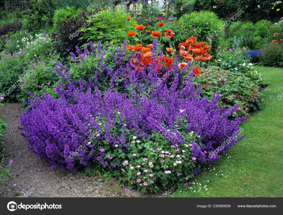 Котовник Фассена и шалфей