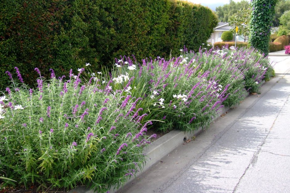 Лаванда котовник иссоп