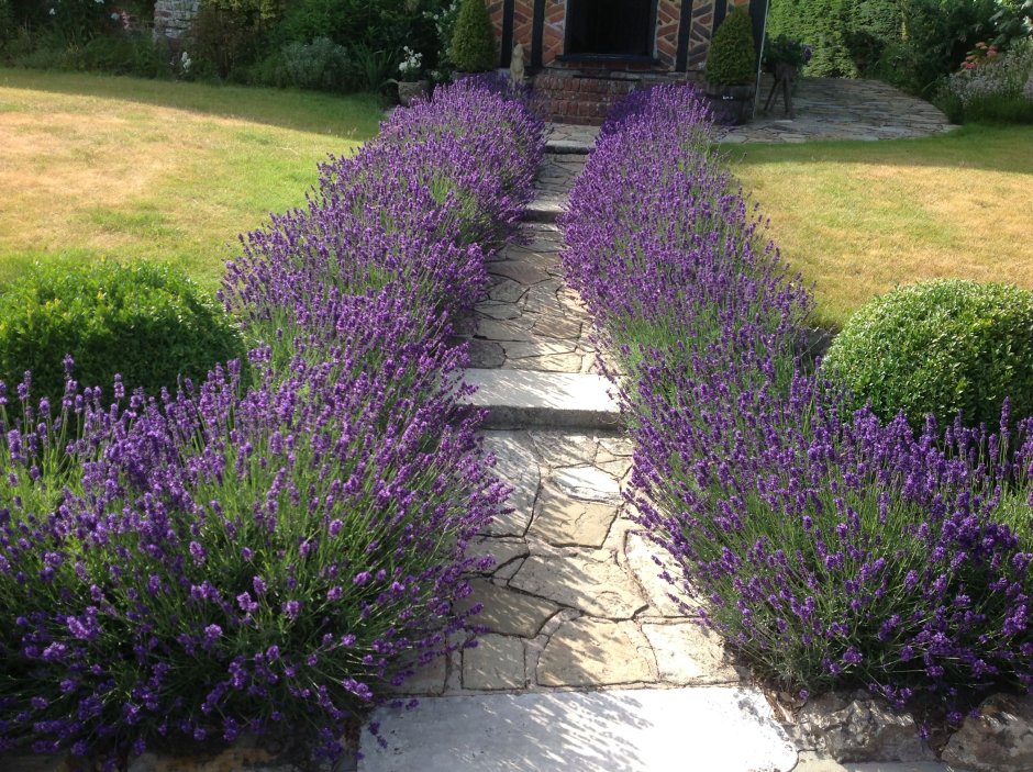 Котовник Фассена с розами