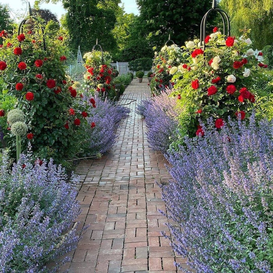 Котовник Блю Мун