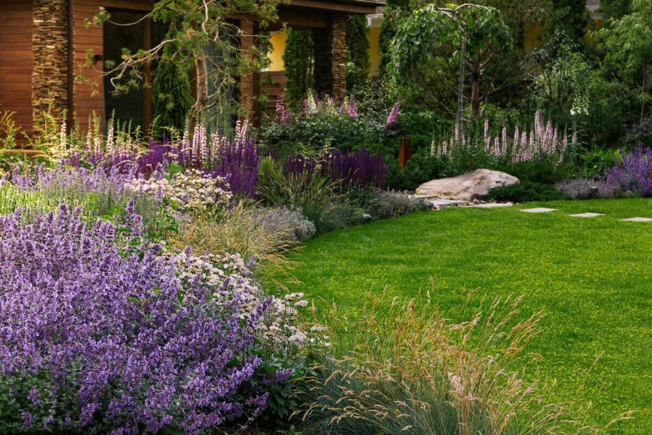 Шалфей Дубравный (Nepeta faassenii)