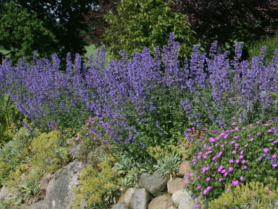 Шалфей Дубравный Viola Klose