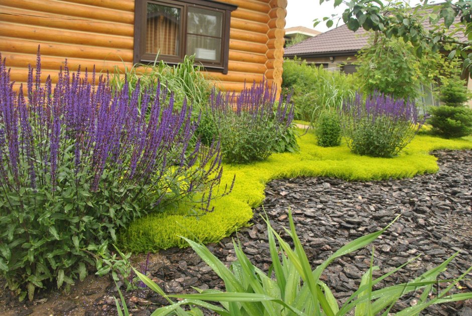 Шалфей Дубравный (Nepeta faassenii)