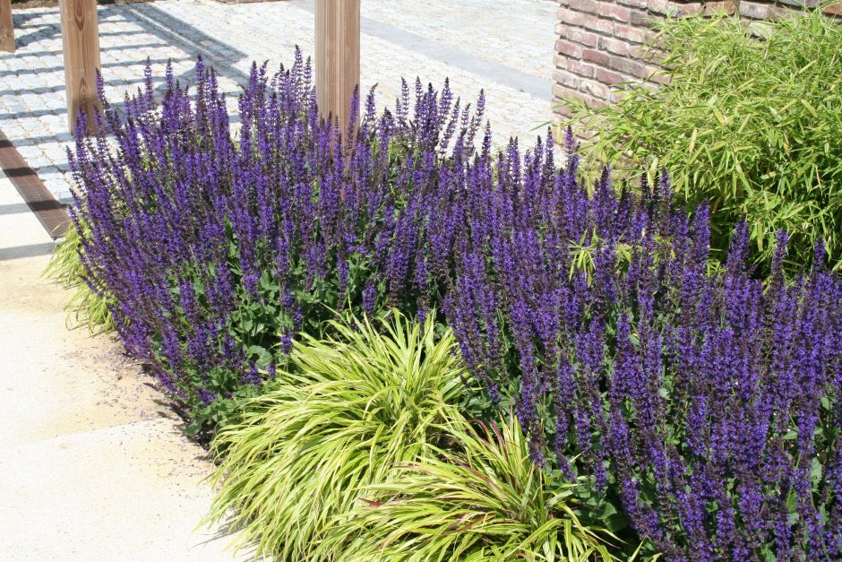 Котовник Фассена purrsian Blue