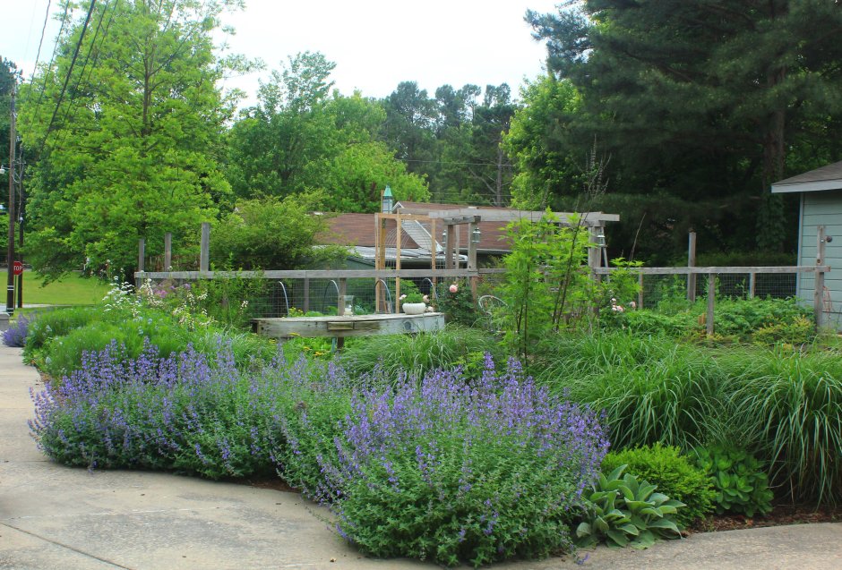 Котовник Purple Haze