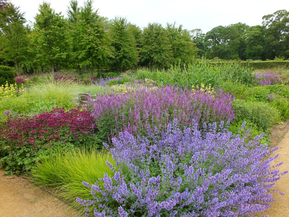 Лаванда котовник шалфей