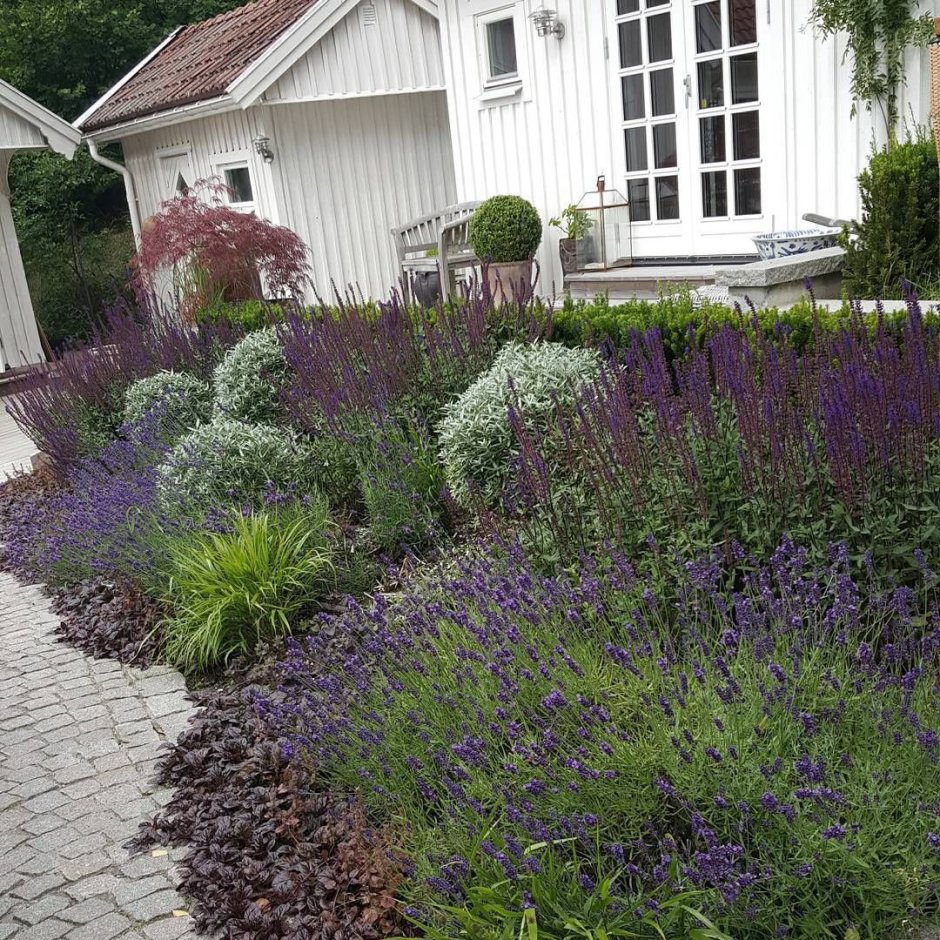 Котовник Фассена и шалфей