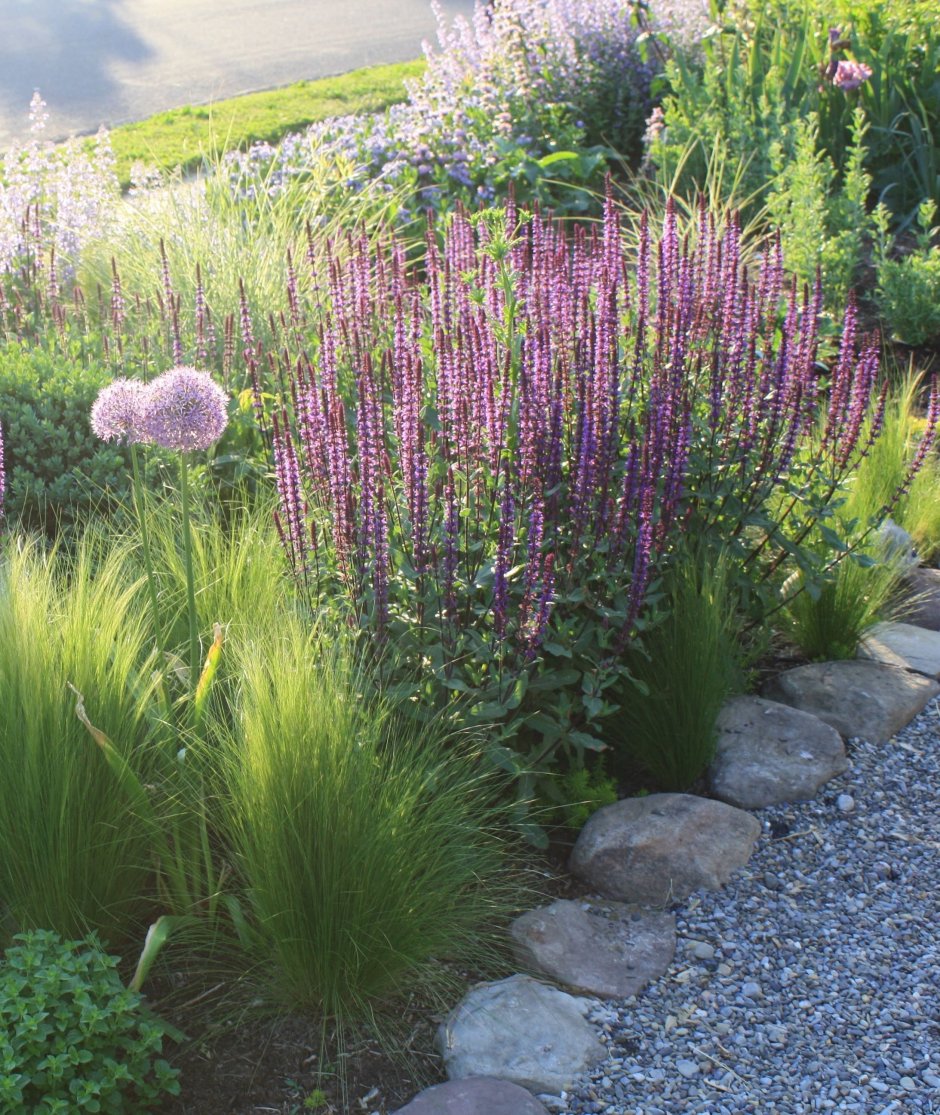 Перовския Сильвер Блю