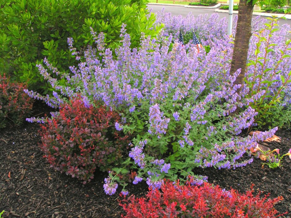 Котовник Фассена на клумбе