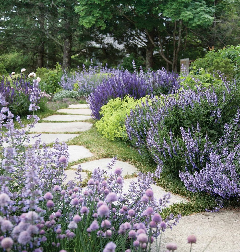 Шалфей Дубравный Ostfriesland