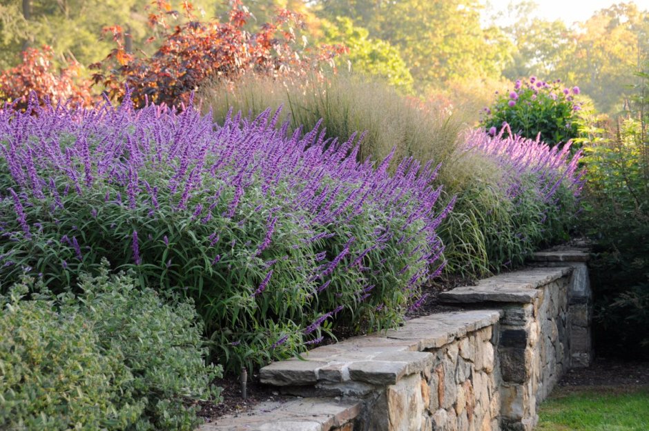 Котовник Six Hills giant