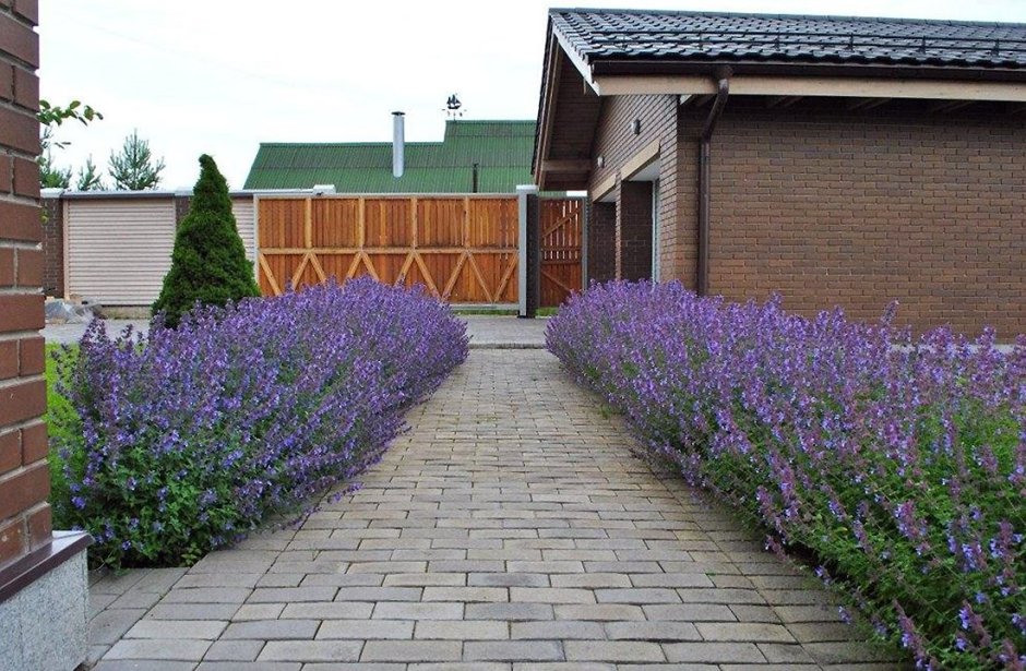 Лаванда котовник шалфей