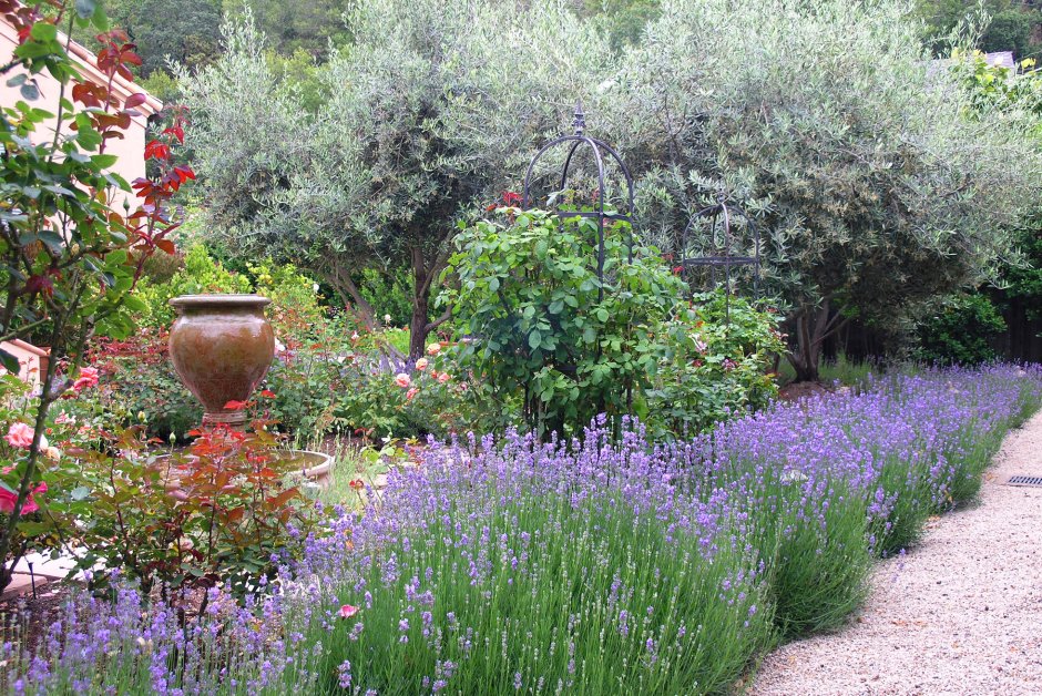 Миксбордеры с шалфеем дубравным