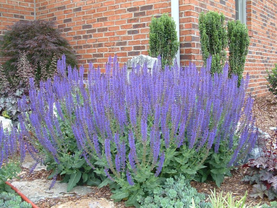 Котовник и Лаванда