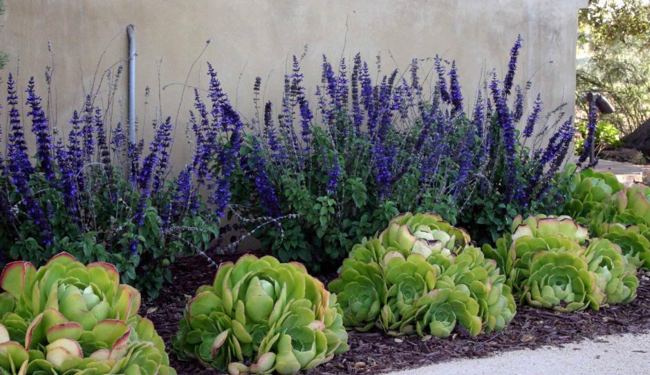 Миксбордер Гертруды Джекилл