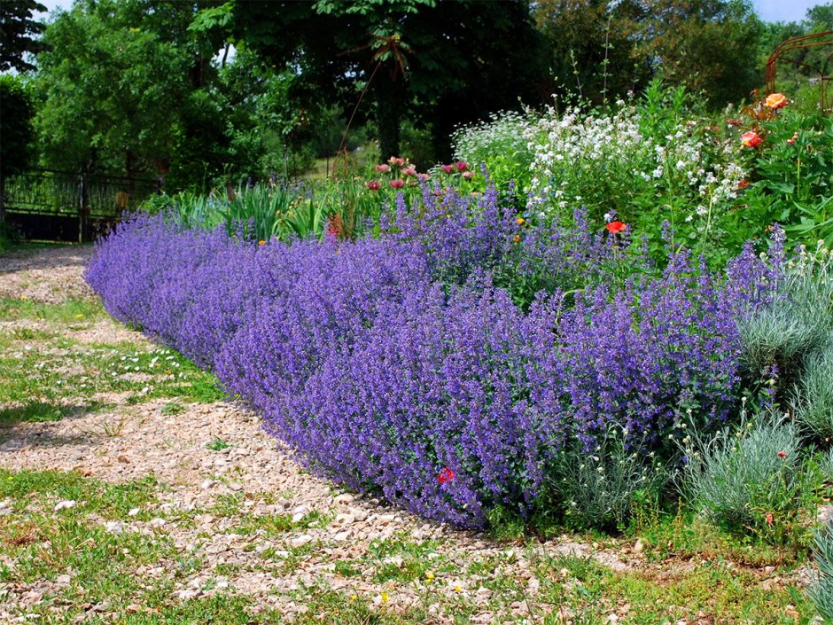 Котовник Фассена лавандовый