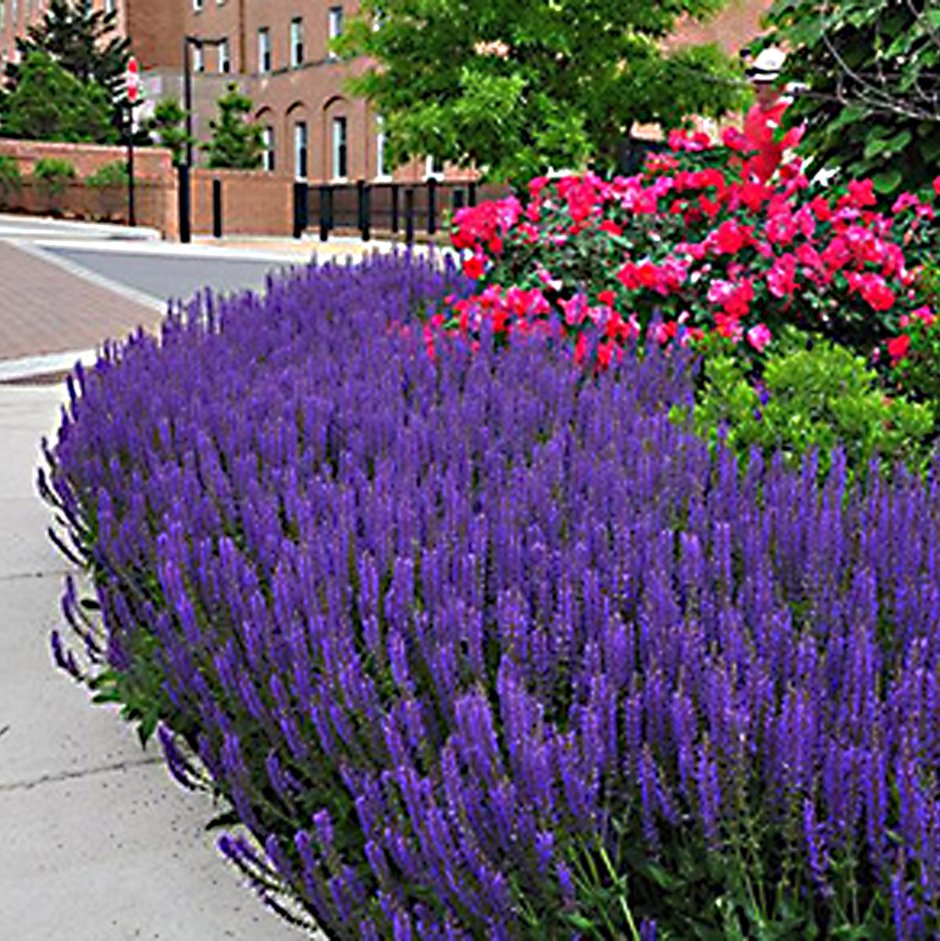 Роза манжетка котовник