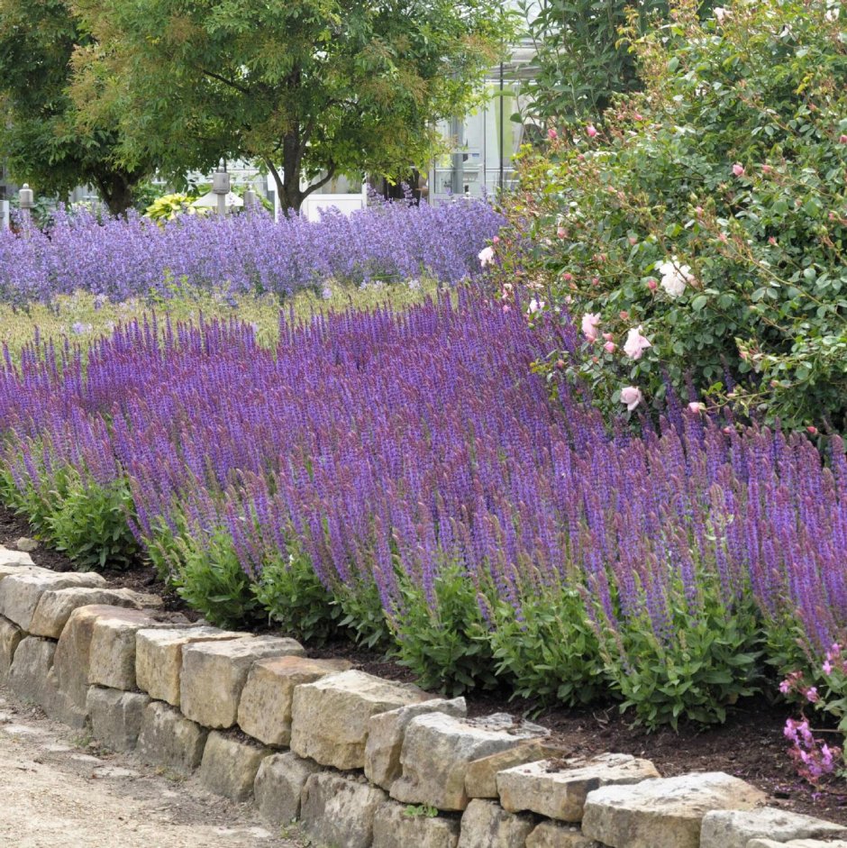 Сады Лаванда котовник шалфей