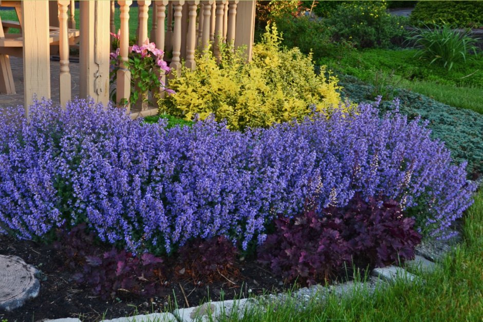 Дубровник гирканский