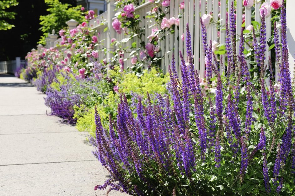 Котовник розовая пантера